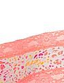 Aeropostale Animal Print Panties